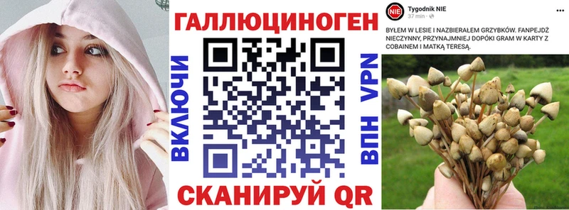 Псилоцибиновые грибы Cubensis  закладки  Гатчина 